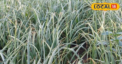 लहसुन की फसल में कीड़ा 