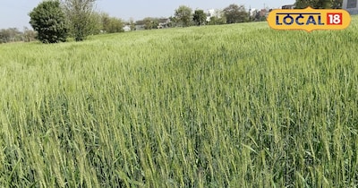 दयालपुर का शुगर फ्री देसी 306 गेहूं.