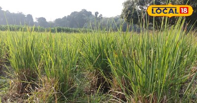 सहरसा के इस गांव में होती है मेडिसिनल प्लांट की खेती