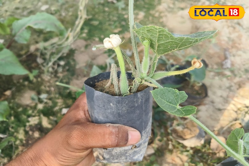 आसानी से लगाए