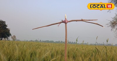 पक्षी मचान 