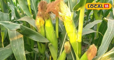 Maize cultivation in March, bumper production with less water, crop ready in 90