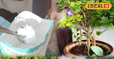 प्लांट्स