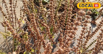 तुलसी का पौधा 