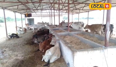 पशुओं की फाइल फोटो