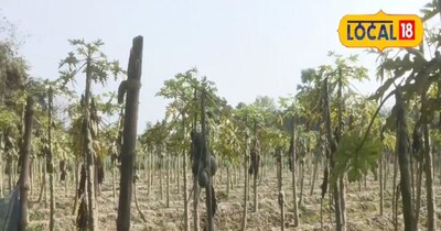 पपीते की खेत की तस्वीर 