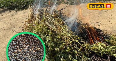 गांव में चने का होरा खूब पसंद किया जाता है.