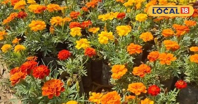 फूलों का बगीचा।