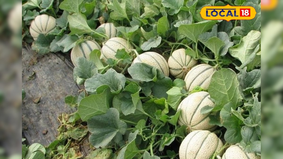 Muskmelon Farming: मार्च-अप्रैल में खरबूजे की खेती में बरतें ये सावधानियां, बंपर पैदावार और मिठास के लिए अपनाएं ये टिप्स
