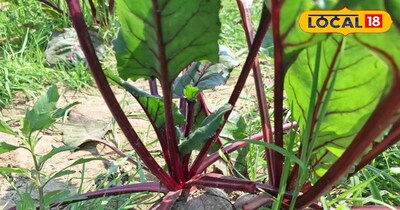 गाजर और चुकंदर की बाजारों में रहती है काफी डिमांड