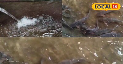 मछली पालन 