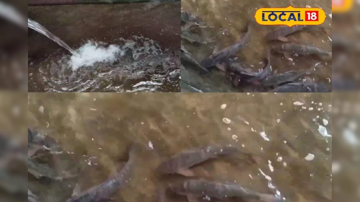 बढ़ते तापमान में मछलियों का रखें खास ख्याल, ऐसे करें देखभाल, बेहतर होगी ग्रोथ