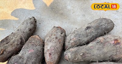 पहाड़ी शकरकंद की खासियत 