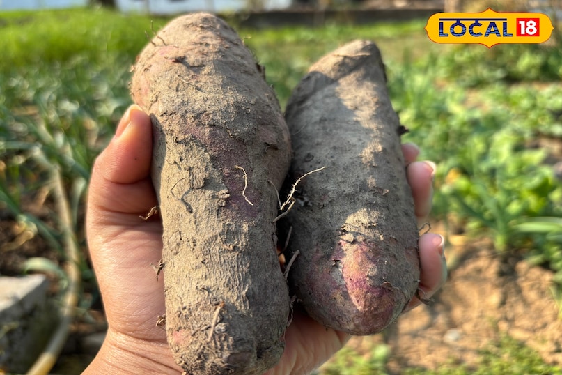 Helpful in increasing immunity