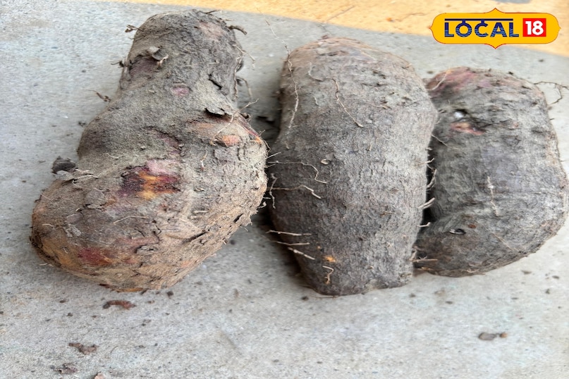 A treasure trove of nutrition