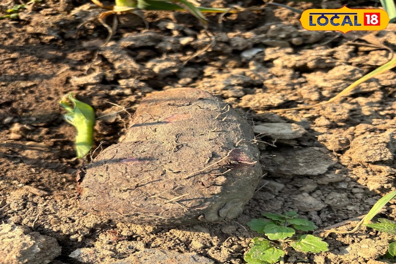 Special during fasting and festivals