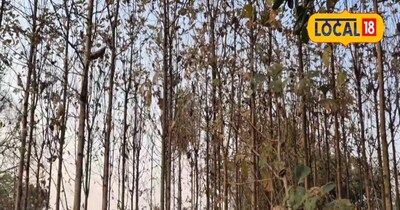  सागवान के पेड़