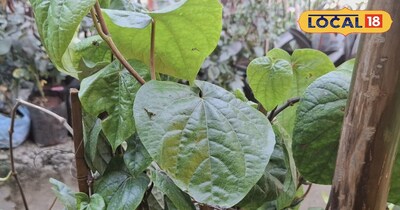 बहराइच में भी पान की खेती!