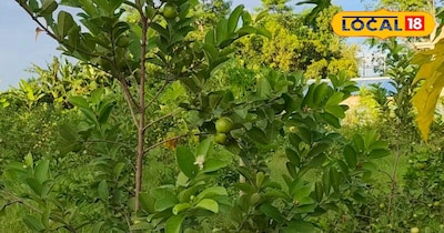 Guava Trees Laden with Fruit: March Tips from Farmer Ravikant Pandey