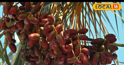 खजूर की खेती से आपको हर साल अच्छा मुनाफा होगा 