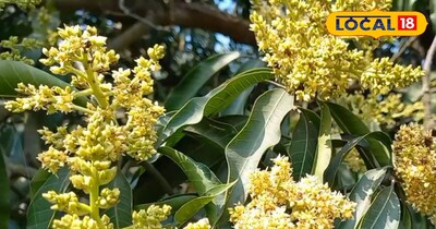 आम में कीट का नियंत्रण