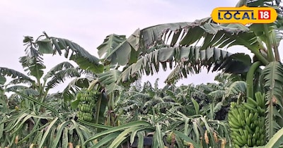 एक फसल की लागत में डबल मुनाफा