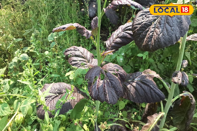 লাল সরিষার তেল লাল সরিষার তেল