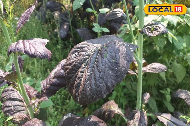 সবুজ সরিষার টিপস সবুজ সরিষার টিপস