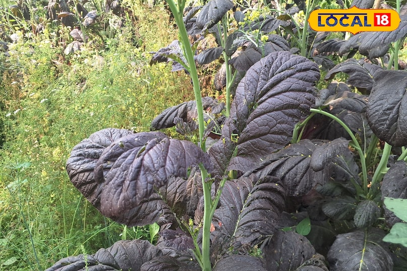 সরসো সাগের উপকারিতা সরসো সাগের উপকারিতা