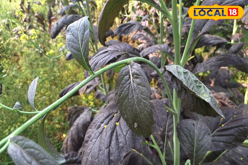 সরিষার তেলের টিপস সরিষার তেলের টিপস