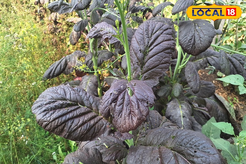 স্বাস্থ্য টিপস স্বাস্থ্য টিপস