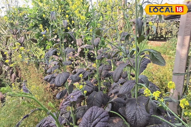 মাল্টি ভিটামিন মাল্টি ভিটামিন