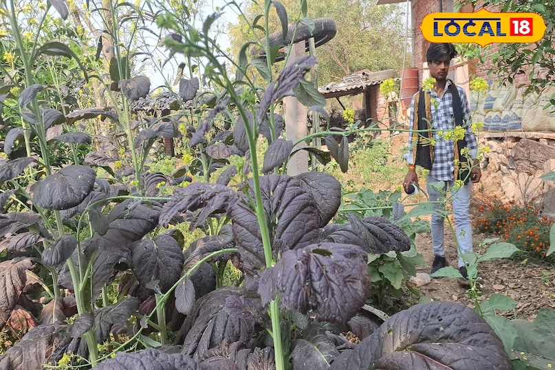 লাল সরিষার উপকারিতা লাল সরিষার উপকারিতা
