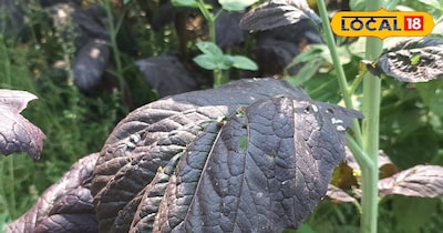 लाल सरसो का पत्ता