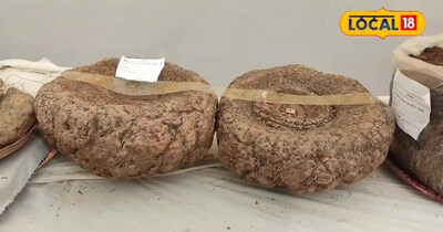 Chhapra Farmer's Elephant Foot Yam Success: Low Cost, High Profit Gajendra Variety