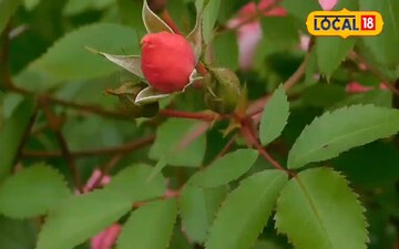 अच्छे पौधे की करें पहचान