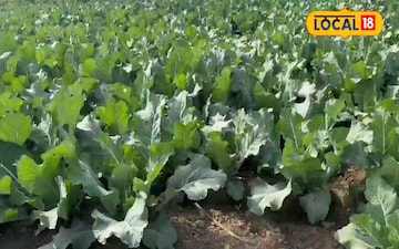 जमुई का यह किसान कर रहा अच्छी कमाई