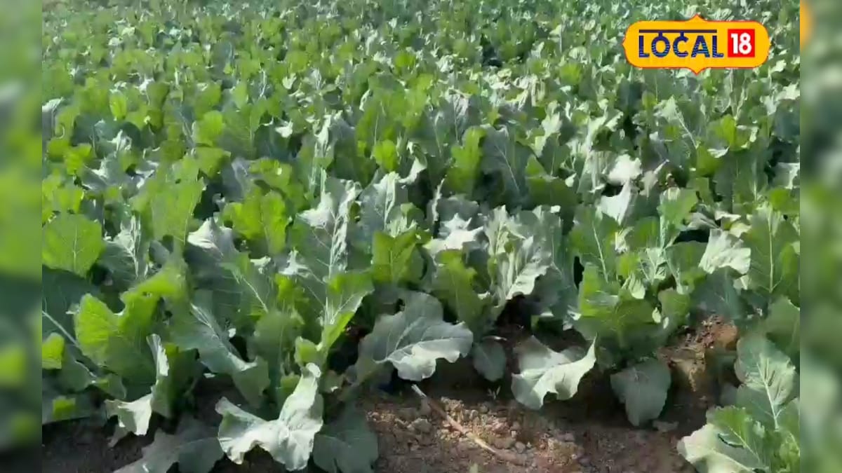 गोभी की खेती में जमुई के किसान पिंटू मंडल ने अपनाया स्मार्ट तरीका, बढ़ी कमाई