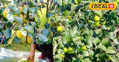 बेर की खेती 