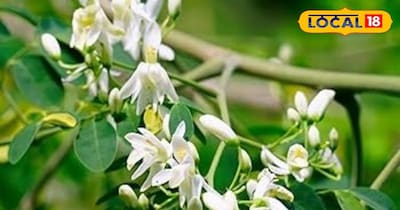 सहजन सूप 