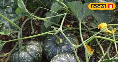 कद्दू फसल 