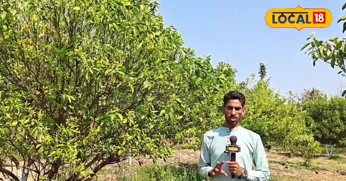 पलामू का यह किसान 800 मौसमी पौधों से कर रहा छप्परफाड़ कमाई, सालाना 5 लाख से भी ज्यादा मुनाफा, जानें तरीका