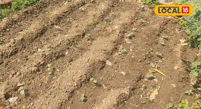 Gardening Tips - किचन गार्डनिंग करने के शौकीन है तो फिर यह पांच खाद तो होने ही च