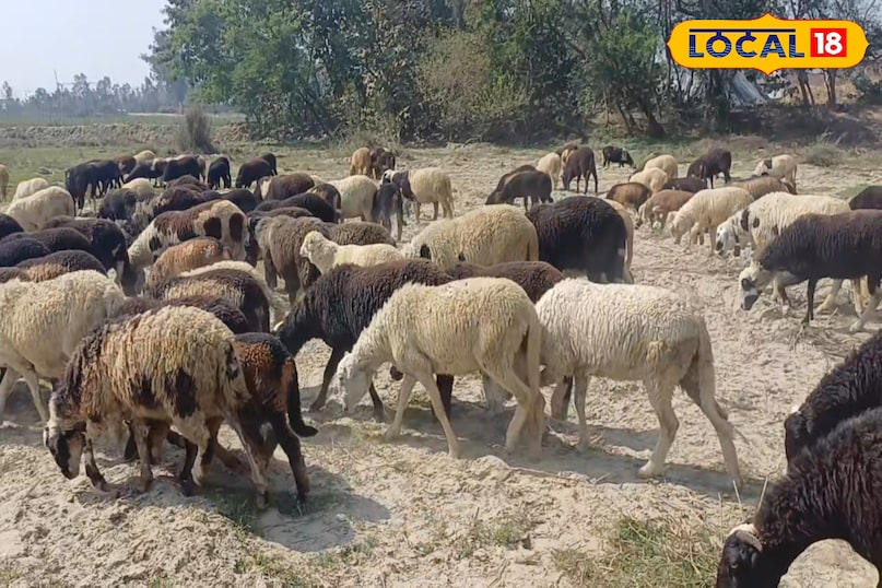 जंगल चराना