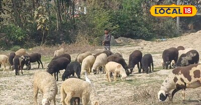 100 देशी भेड़ों से तगड़ी कमाई! हर 6 महीने में 40 भेड़ें बिकतीं, एक की कीमत 15 हज