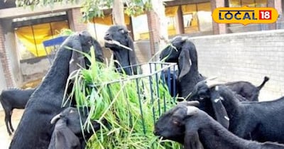 90% Subsidy on Goats: Government Boosts Farmers' Income with New Scheme