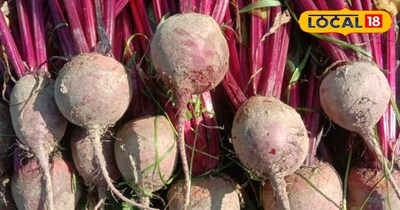 मार्च में चुकंदर उगाएं: 70 दिन में पाएं 'लाल नोट', 300 क्विंटल तक पैदावार.