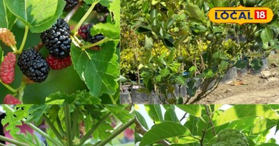 पौधा रोपण 