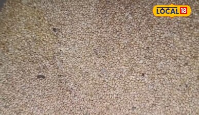 Foxtail Millet: Iron & Calcium Powerhouse for Strength & Energy