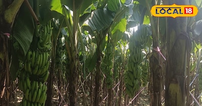 खेत में तैयार खड़ी केला की फसल.